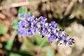 ajuga reptans